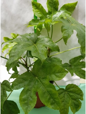 Фатсия (Fatsia japonica 'Annemie')
